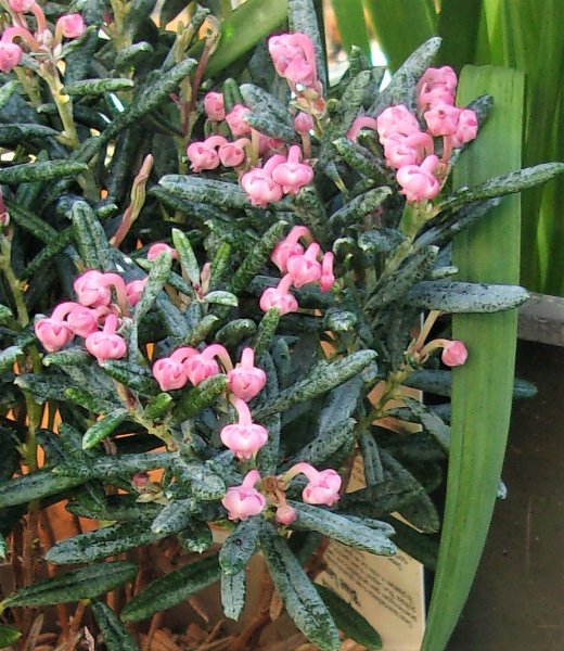 Andromeda polifolia.JPG