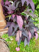 andy purple leaf plant.jpg