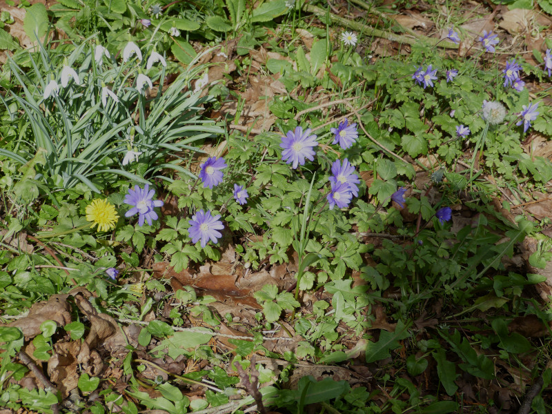 Anemone blanda 1.JPG