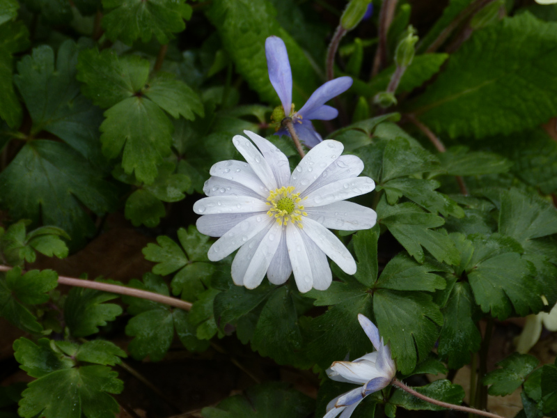 Anemone blanda 1.JPG