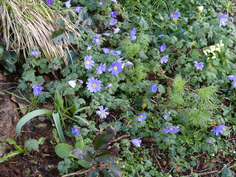 Anemone blanda 1.JPG