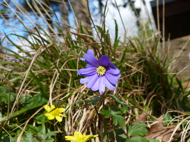 Anemone blanda 2.JPG