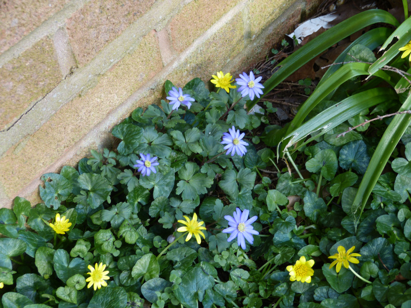 Anemone blanda Ficaria verna.JPG