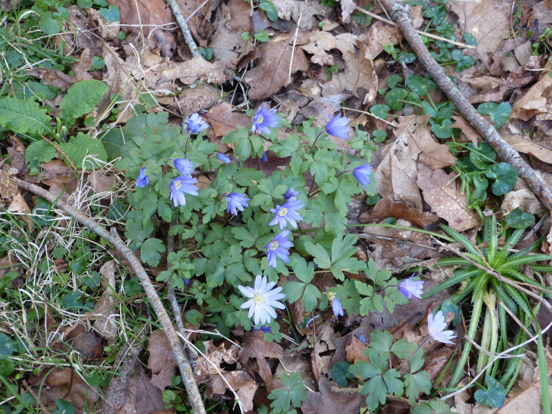 Anemone blanda.JPG