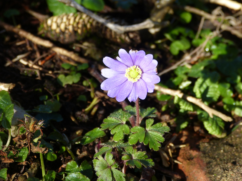 Anemone blanda.JPG