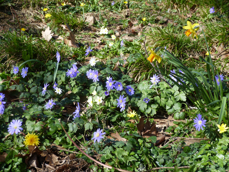 Anemone blanda Tete a Tete.JPG