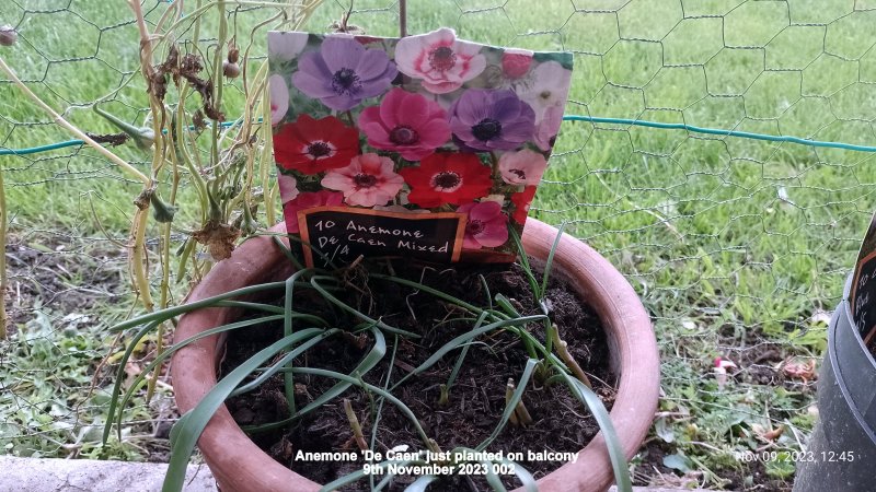 Anemone 'De Caen' just planted on balcony 9th November 2023 002.jpg