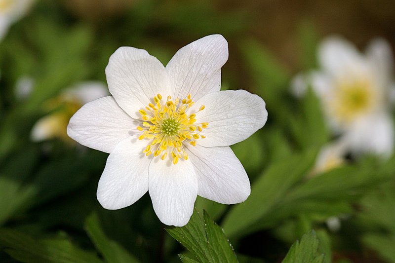 Anemone-f8.jpg