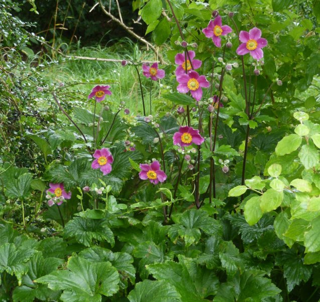 Anemone hupehensis  Hadspen Abundance.JPG