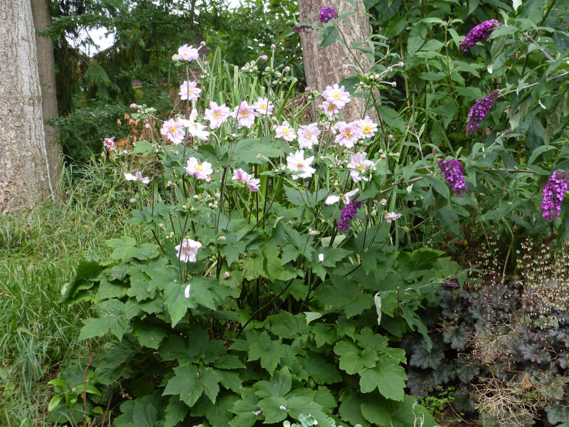 Anemone japonica Hadspen Abundance.JPG