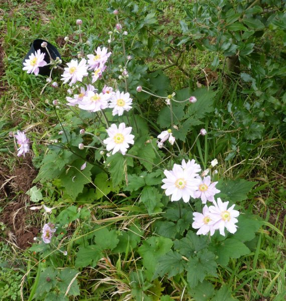 Anemone japonica Hadspen Abundance.JPG