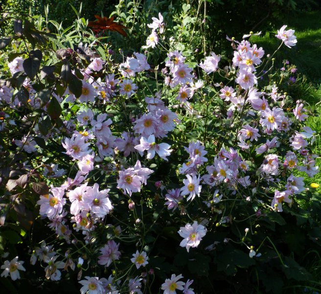 Anemone japonica Hadspen Abundance.JPG