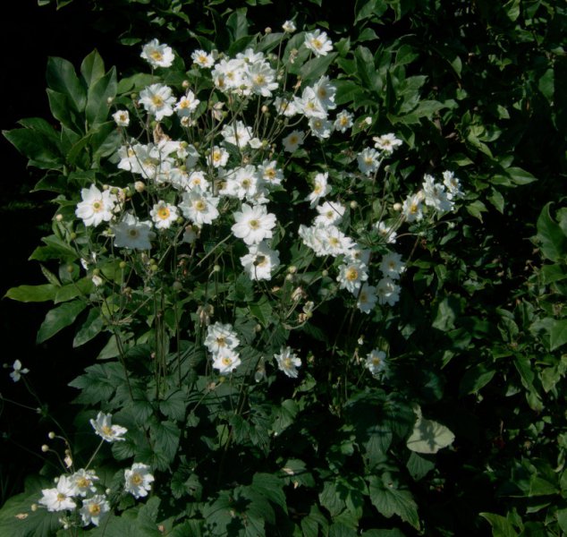 Anemone japonica Whirlwind.jpg