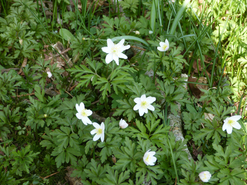 Anemone nemorosa.JPG