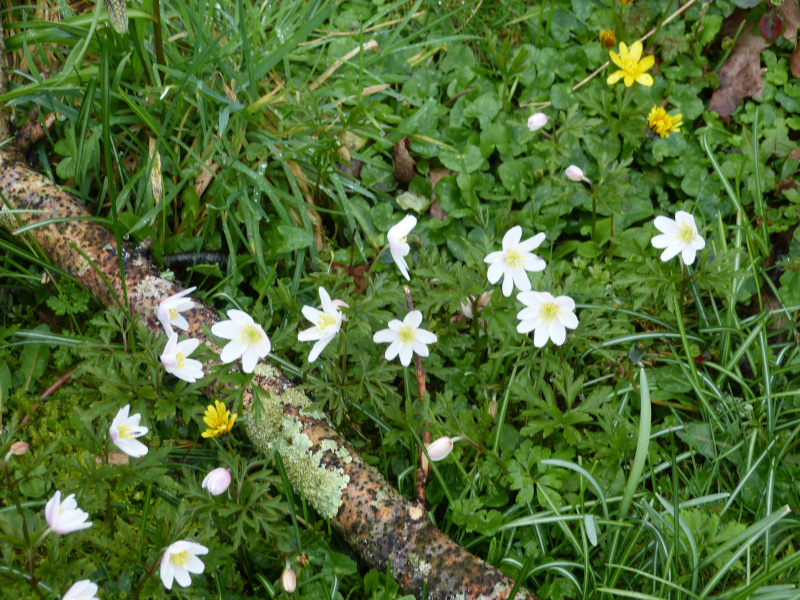 Anemone nemorosa.JPG