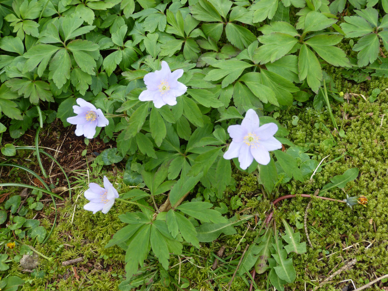 Anemone nemorosa Robinsoniana.JPG