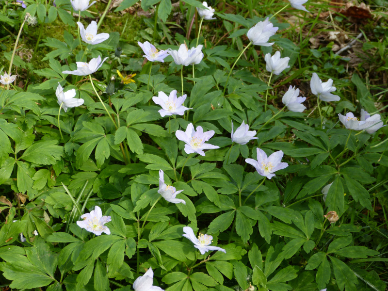 Anemone nemorosa Robisoniana.JPG