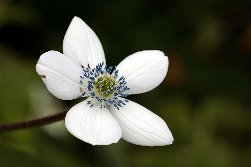 Anemone rivularis Glacier.jpg