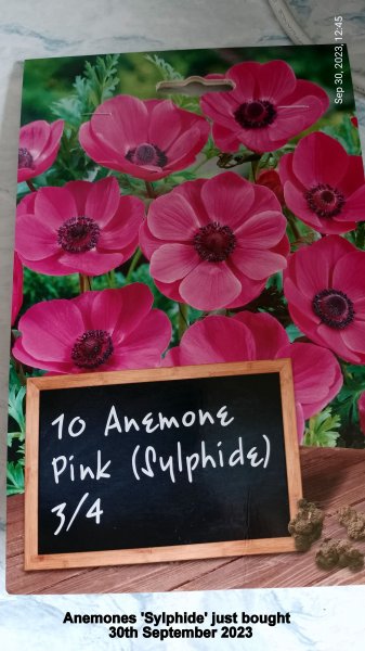 Anemones 'Sylphide' just bought 30th September 2023.jpg