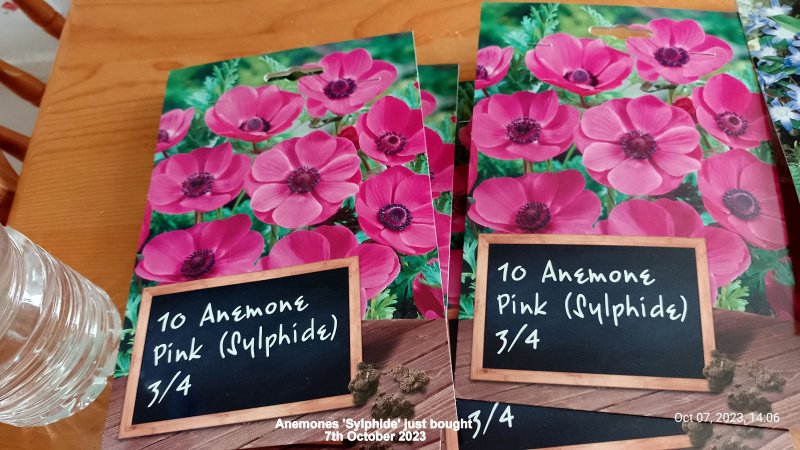 Anemones 'Sylphide' just bought 7th October 2023.jpg