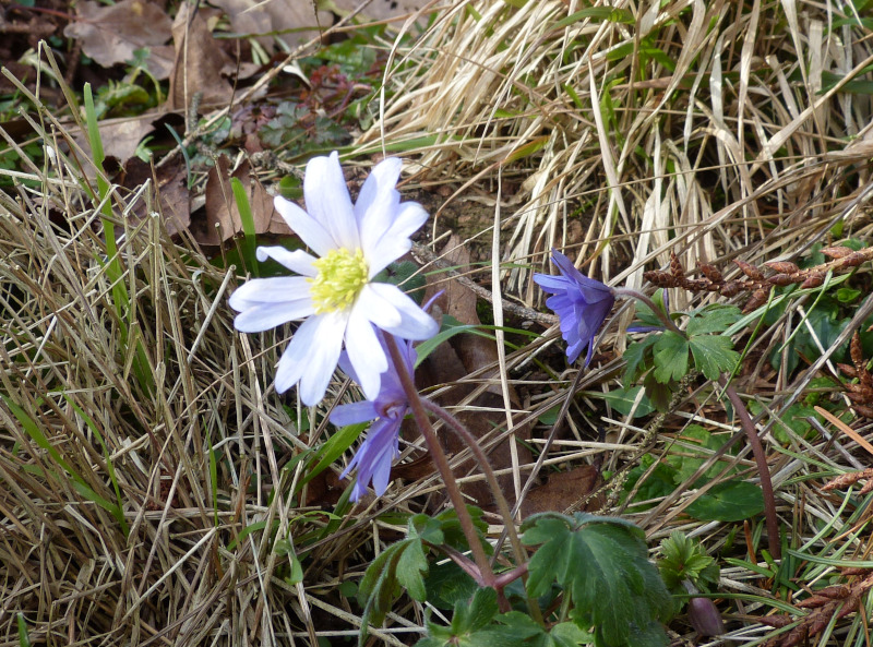 Anenome blanda white.JPG