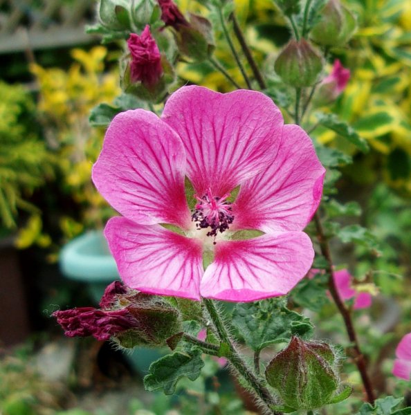 Anisodontea capensis.JPG