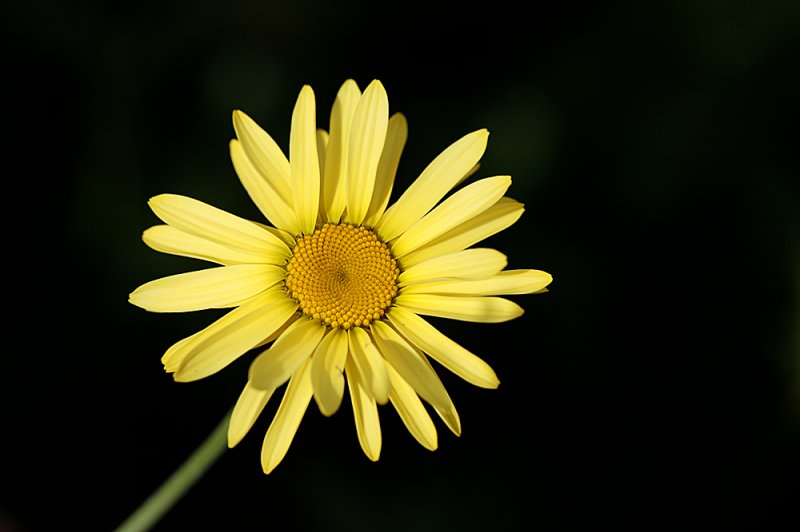 Anthemis-f8.jpg