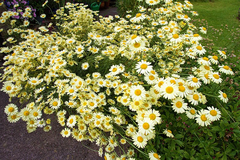 Anthemis-group.jpg