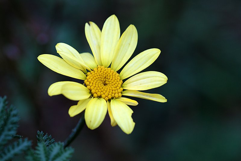 Anthemis-november-last-flower.jpg