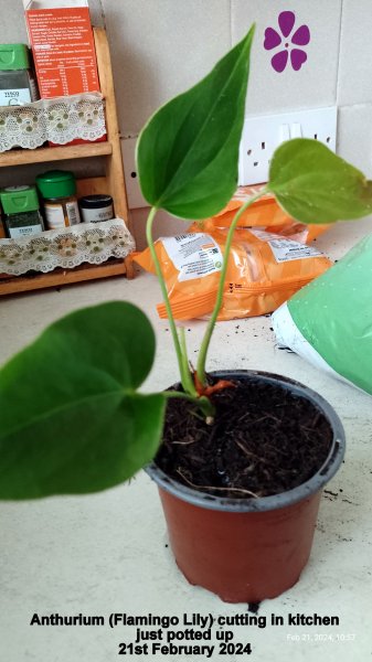 Anthurium (Flamingo Lily) cutting in kitchen just potted up 21st February 2024.jpg