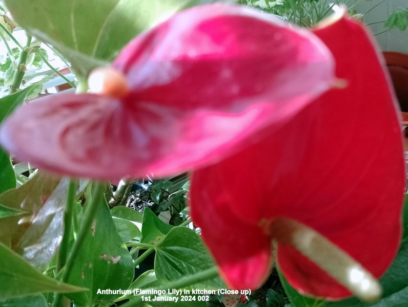 Anthurium (Flamingo Lily) in kitchen 1st February 2024 002 (Cropped).jpg