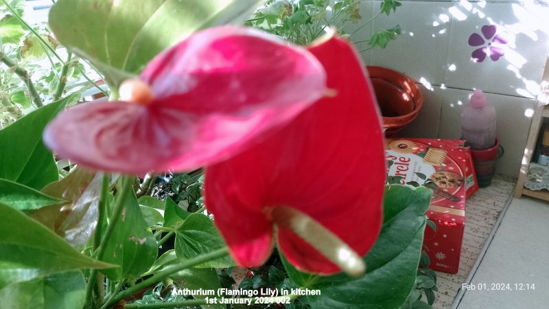 Anthurium (Flamingo Lily) in kitchen 1st February 2024 002.jpg