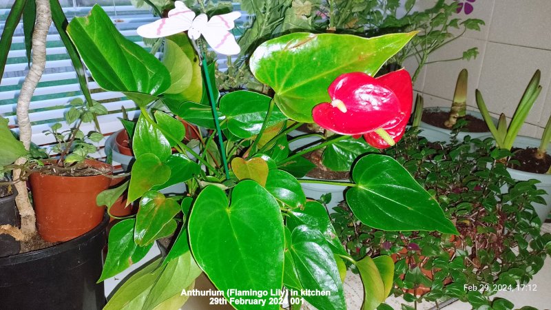 Anthurium (Flamingo Lily) in kitchen 29th February 2024 001.jpg