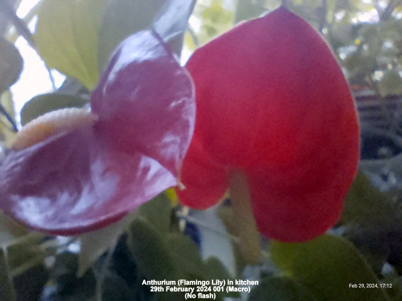 Anthurium (Flamingo Lily) in kitchen 29th February 2024 001 (Macro).jpg