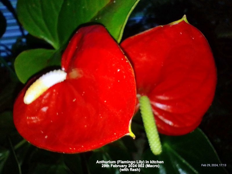 Anthurium (Flamingo Lily) in kitchen 29th February 2024 002 (Macro).jpg