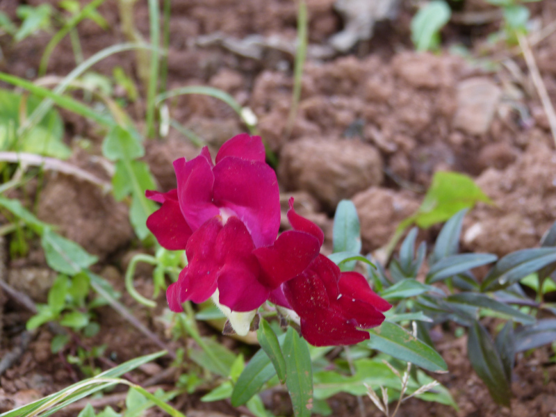 Antirrhinum Night and Day.JPG