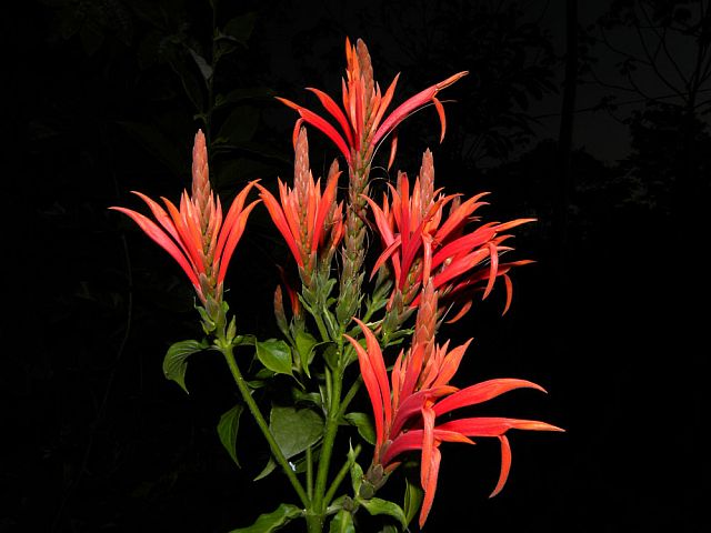 Aphelandra golfodulcensis.jpg