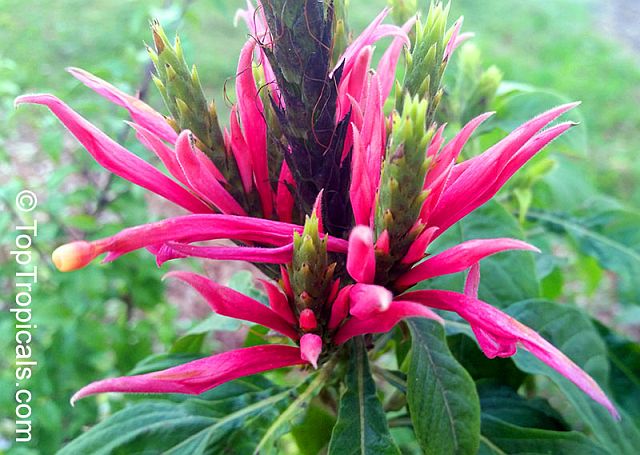 Aphelandra scabra.jpg