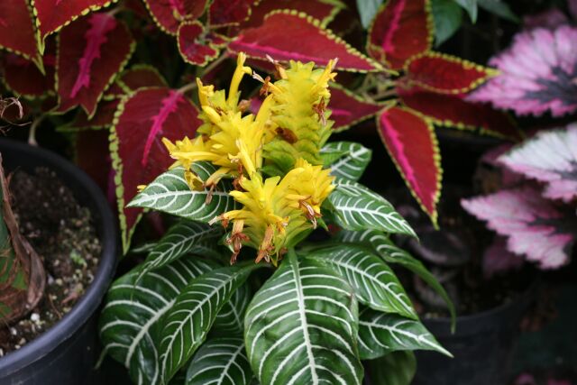 Aphelandra squarosa.JPG