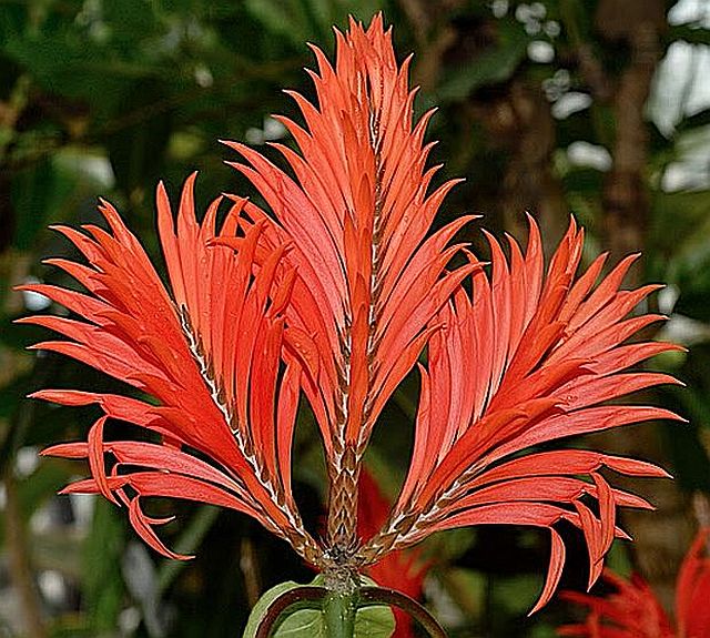 APHELANDRA TETRAGONA.jpg