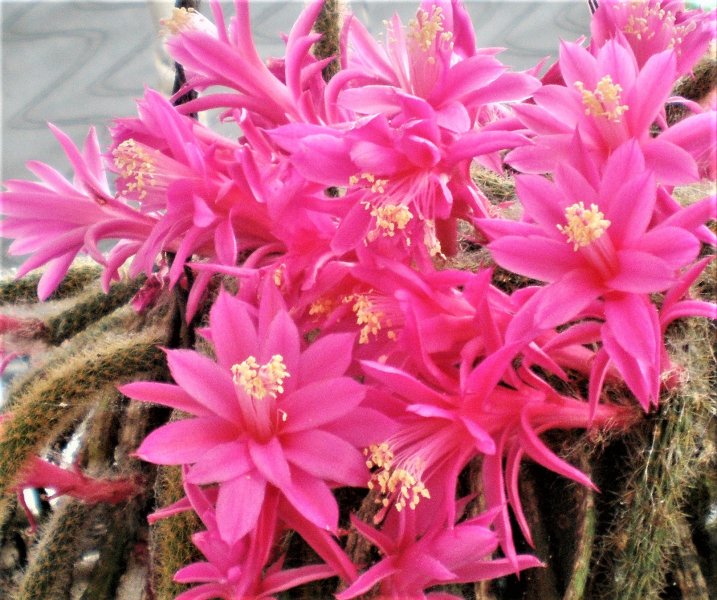 Aporocactus flagelliformis (2).JPG