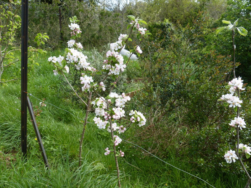 Apple blossom.JPG