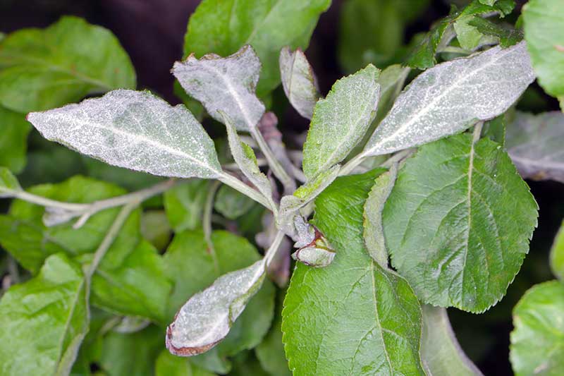 Apple-Tree-Infected-with-Powdery-Mildew.jpg