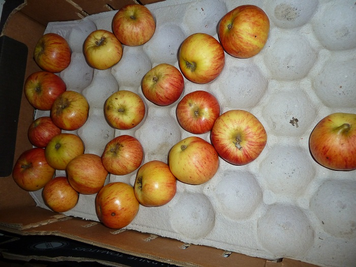 apples 10 mar 2012.jpg