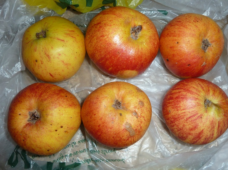 apples saved from 2011.jpg