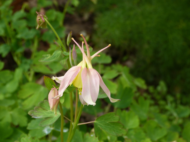 Aquilegia 1.JPG