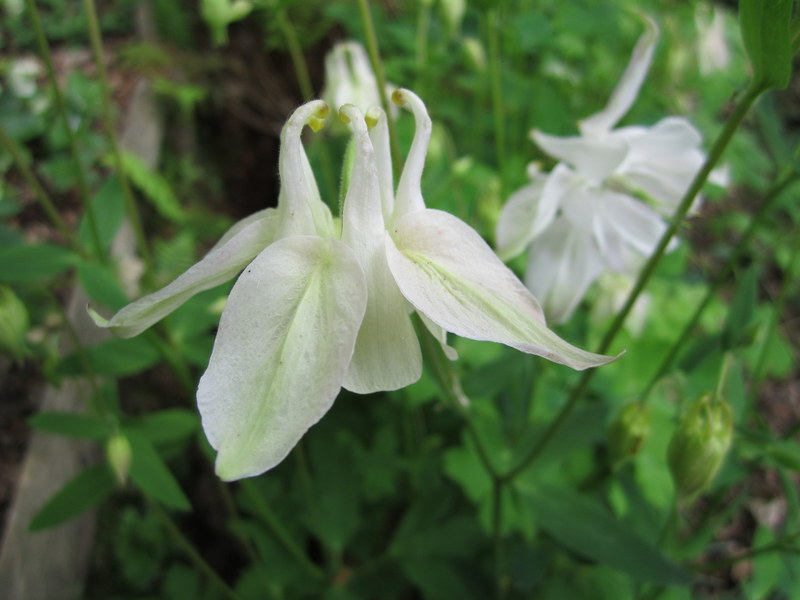 AQUILEGIA 15-05-2010 12-35-52.JPG