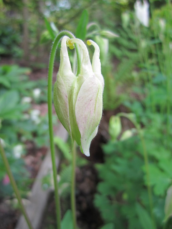 AQUILEGIA 15-05-2010 12-36-25.JPG