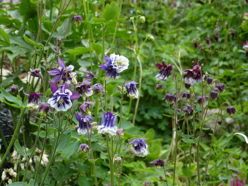 Aquilegia 2.JPG