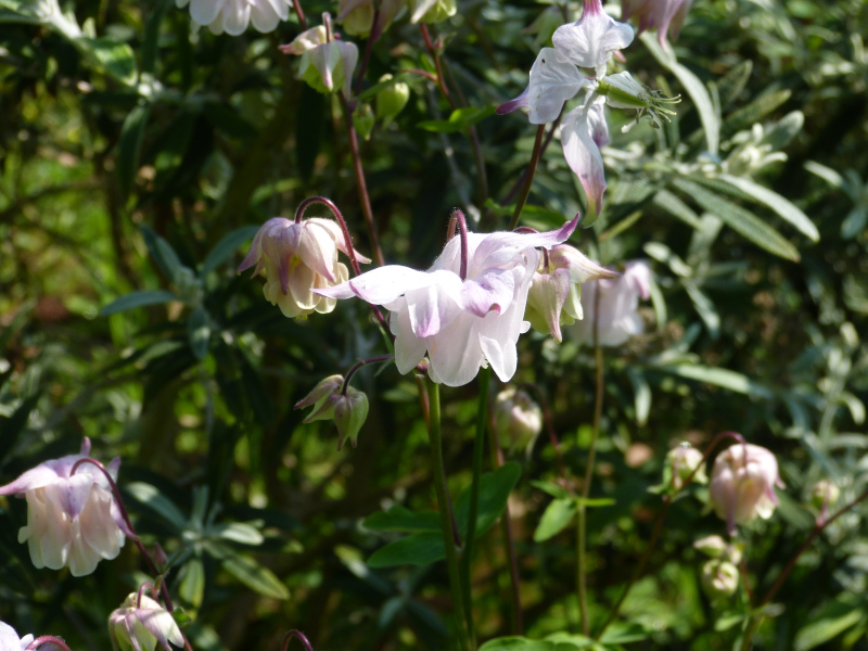 Aquilegia 2.JPG